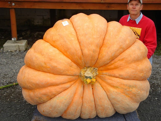 Soluble Amino Acid: Bio-Activator 15-0-0