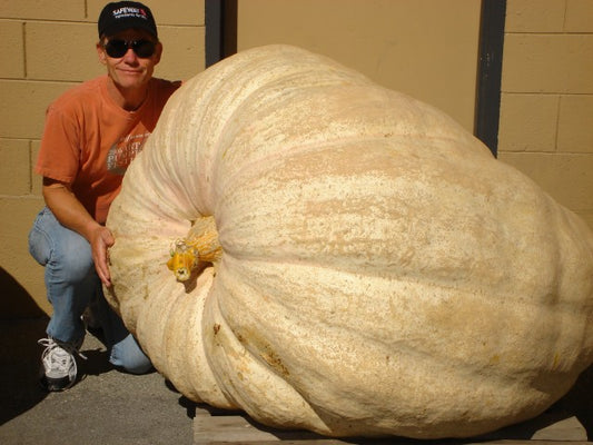 Giant Pumpkin Seeds (6 count): 500-700 lbs