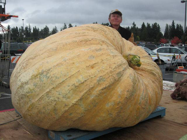 Seeds With a Pedigree: 1,300 - 1,499 lbs