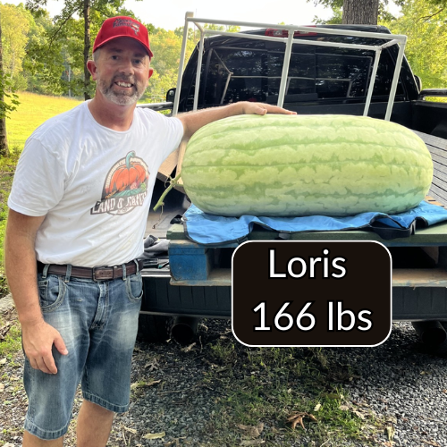 Carolina Cross Premium Seeds