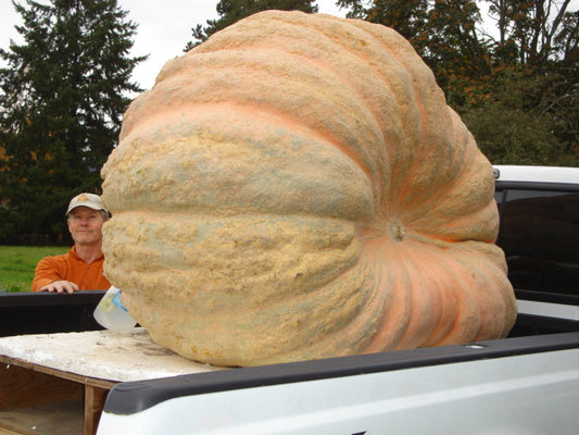 Seeds With a Pedigree: 1,500 -1,699 lbs