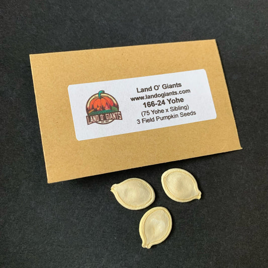 Pedigree Field Pumpkin Seeds: 100+ lbs