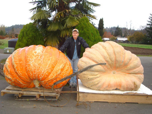 Seeds With a Pedigree: 1,800 -1,899 lbs