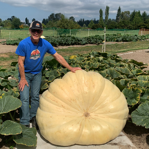 Seeds With a Pedigree: 1,300 - 1,499 lbs