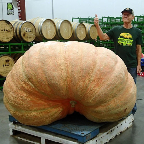 Seeds With a Pedigree: 1,800 -1,899 lbs