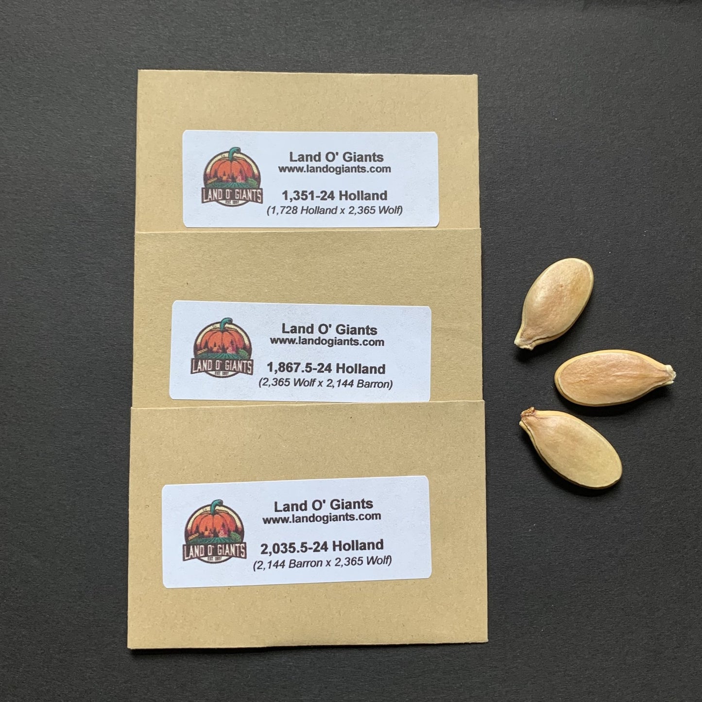 2024 Holland Seeds Collection
