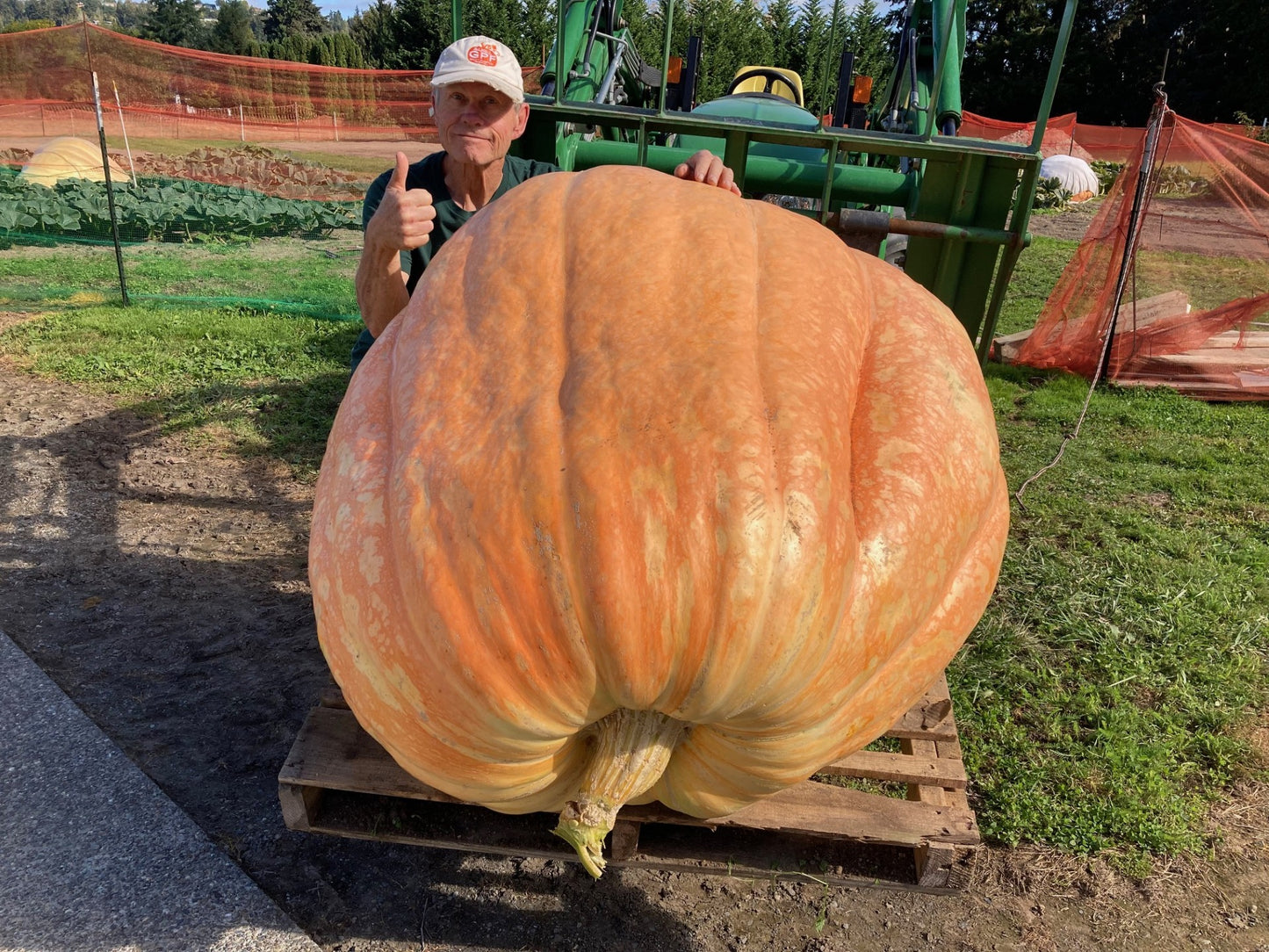 Seeds With a Pedigree: 800 - 1,000 lbs