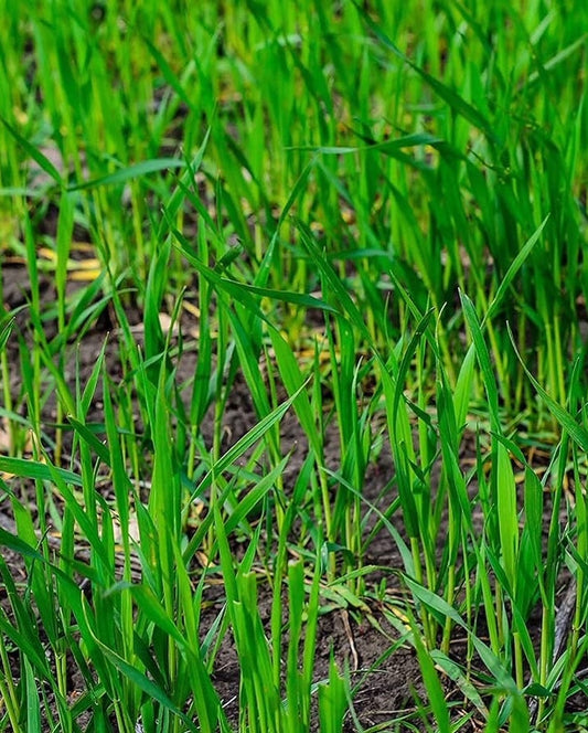 Winter Rye Cover Crop Seed
