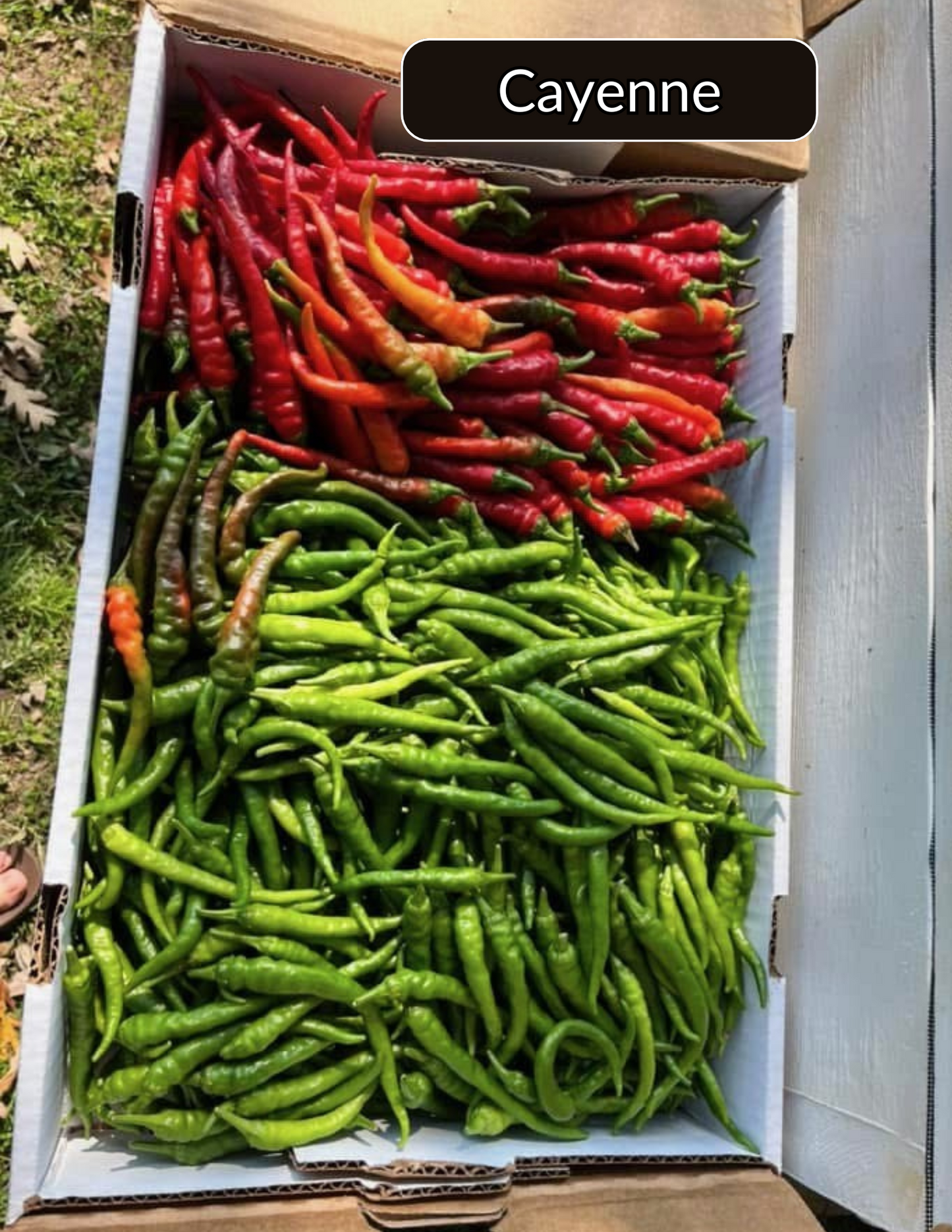 2024 Premium Pepper Variety Pack- Loris