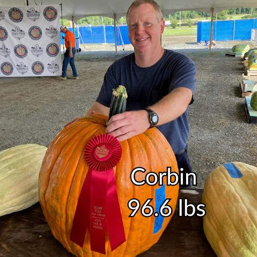 Pedigree Field Pumpkin Seeds: 50-100 lbs