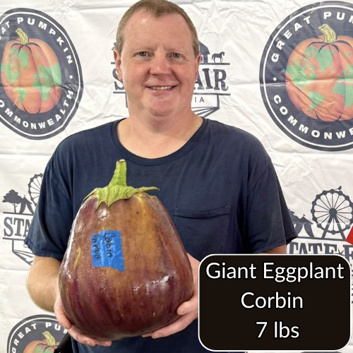 Giant Eggplant – Land O' Giants