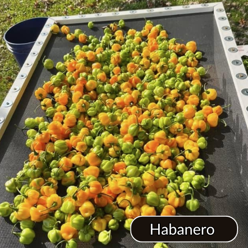 2024 Premium Pepper Variety Pack- Loris