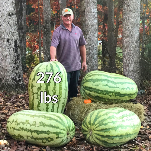 Carolina Cross Premium Seeds