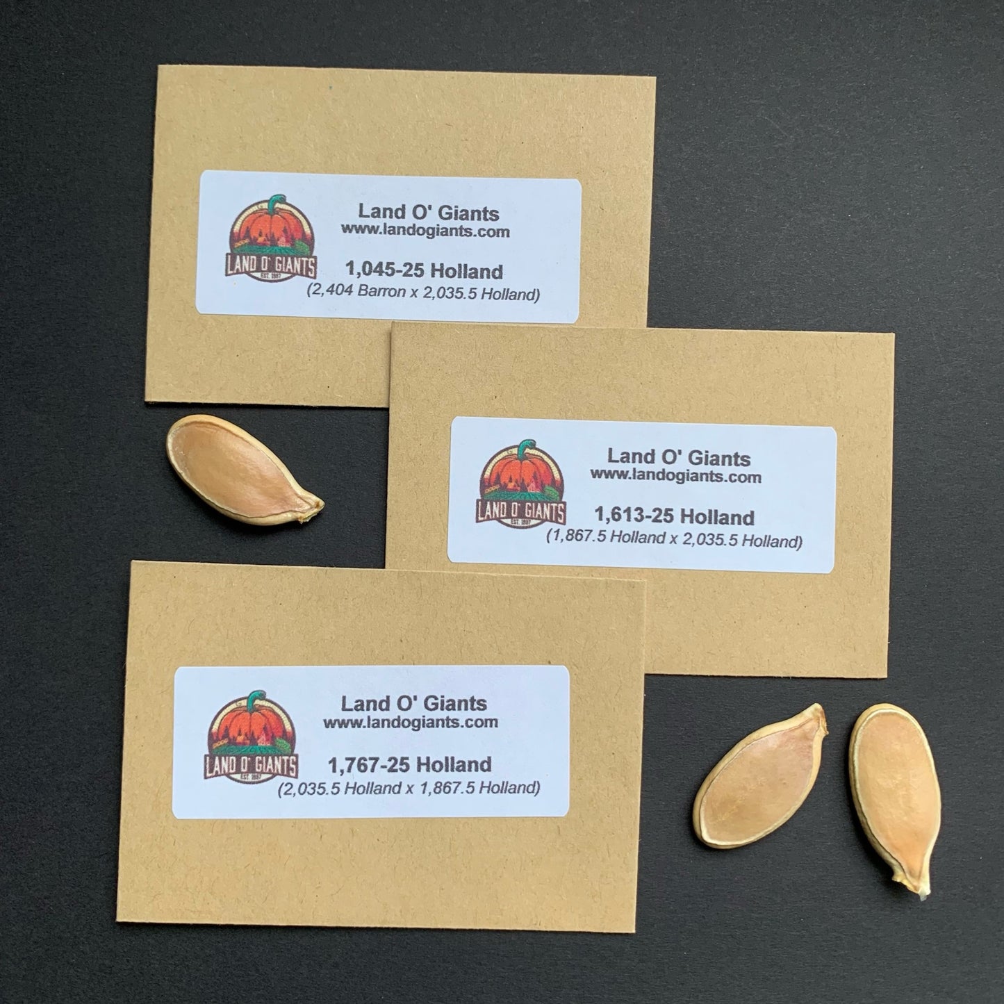 2025 Holland Seeds Collection