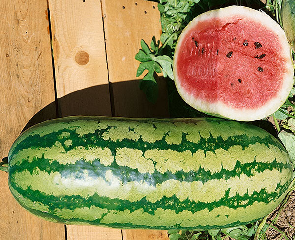 Carolina Cross Watermelon Seeds