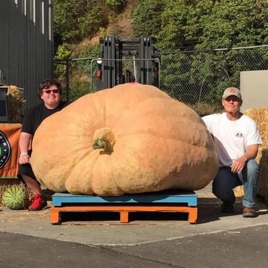 Super Pumpkin Seeds (3 & 10 count): 700-1,000 lbs