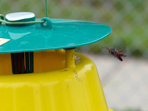 An actual Squash Vine Borer Moth entering the SVB Trap