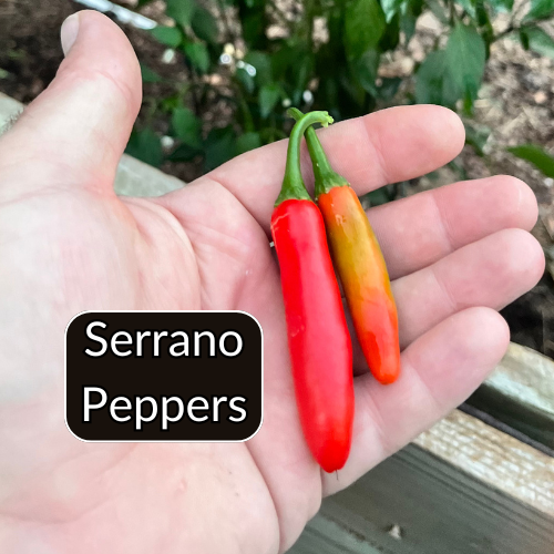 2024 Premium Pepper Variety Pack- Loris