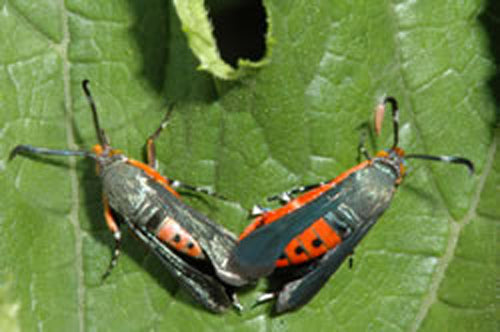 Squash Vine Borer Traps & Accessories