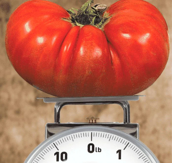 Big Zac Giant Tomato Seeds