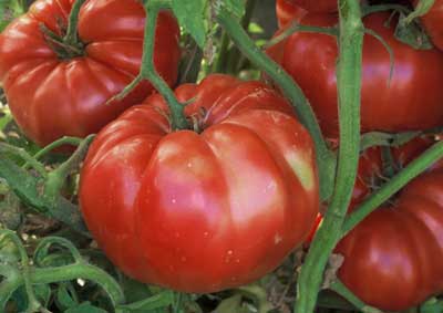 Belgium Giant Tomato Seeds