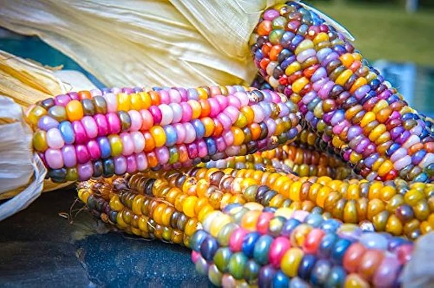 Glass Gem Corn Seeds