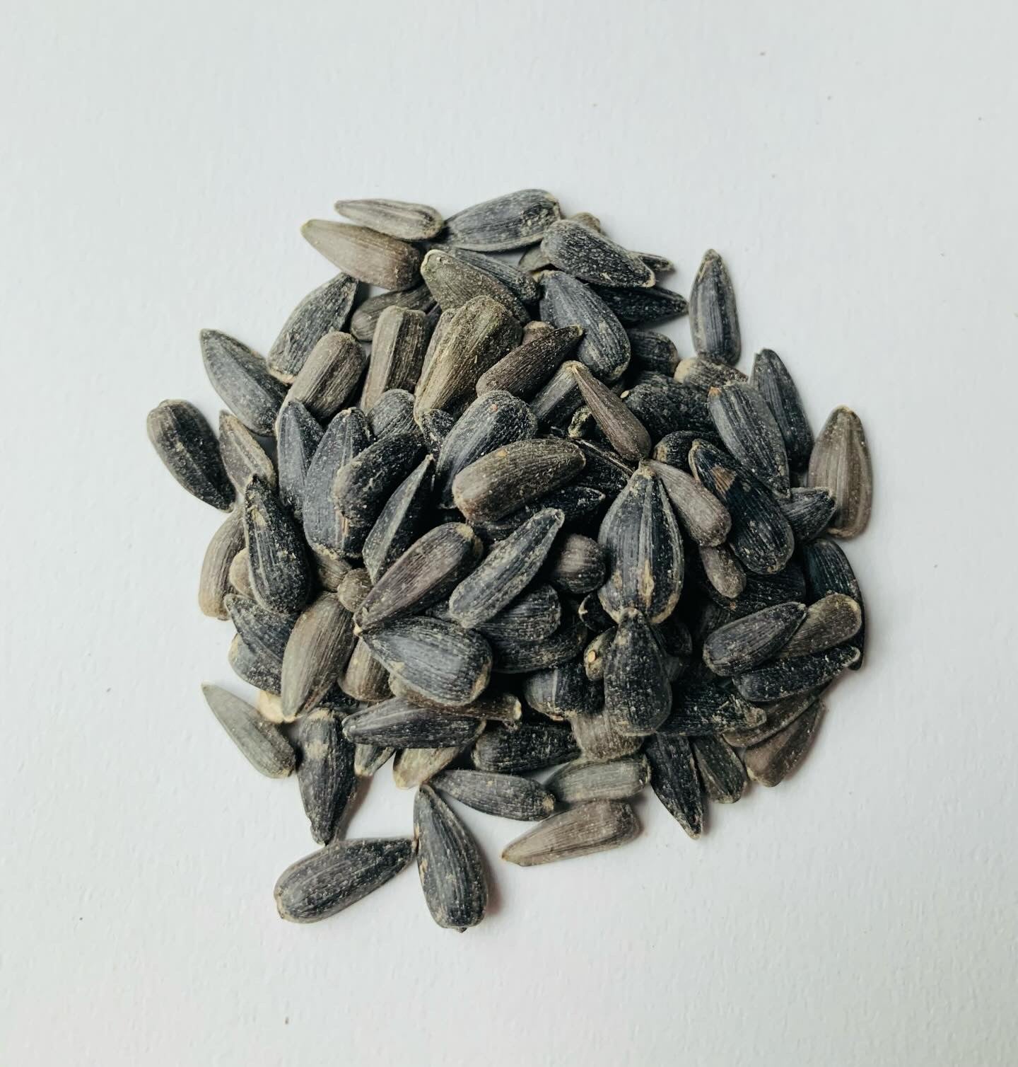 Sunny Boy Sunflower Seeds