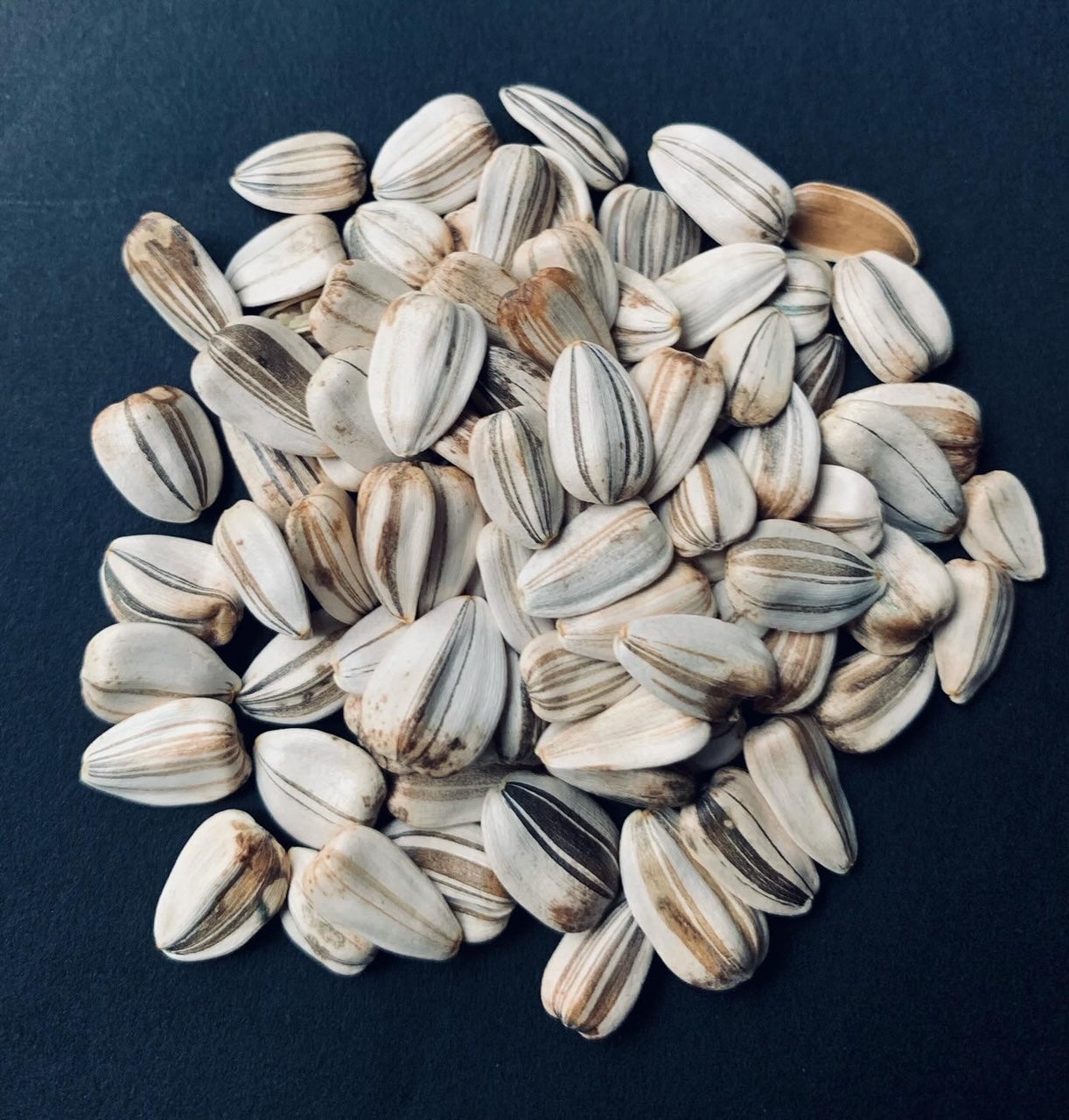 Giant Sunflower Seeds- Grey Stripe
