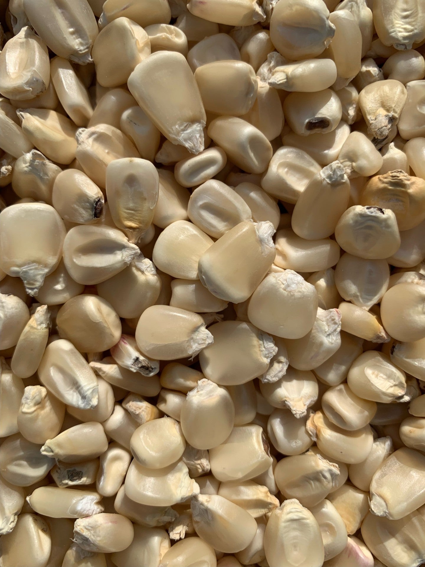 Skyscraper Corn Seeds