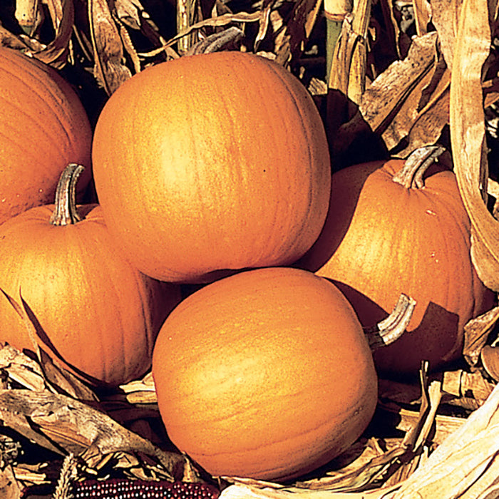 Spirit Pumpkins