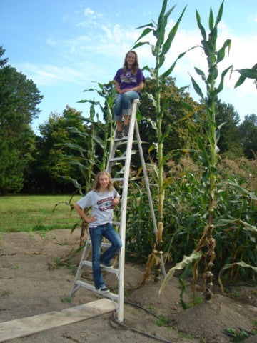 biggest plant seed Skyscraper Corn Seeds – Land O' Giants