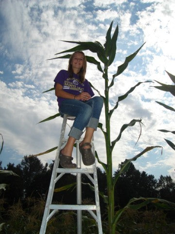 Skyscraper Corn Seeds