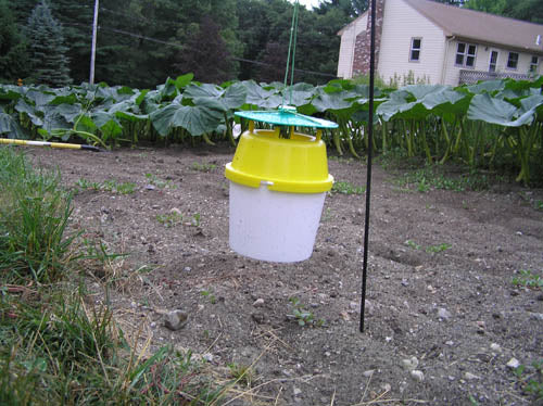 Squash Vine Borer Traps & Accessories