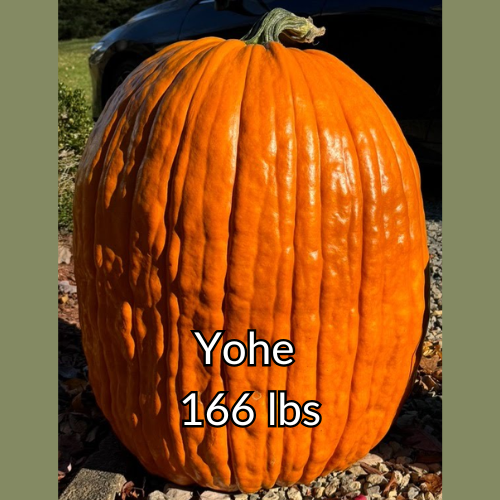 Pedigree Field Pumpkin Seeds: 100+ lbs