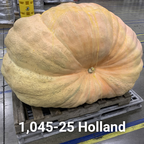 2025 Holland Seeds Collection