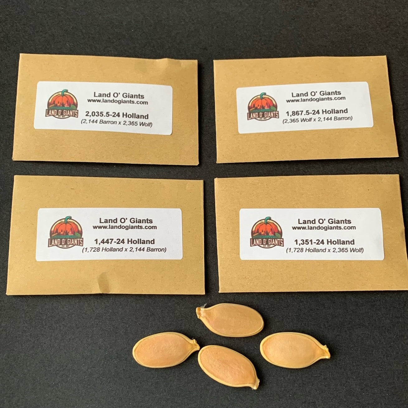 2024 Holland Seeds Collection