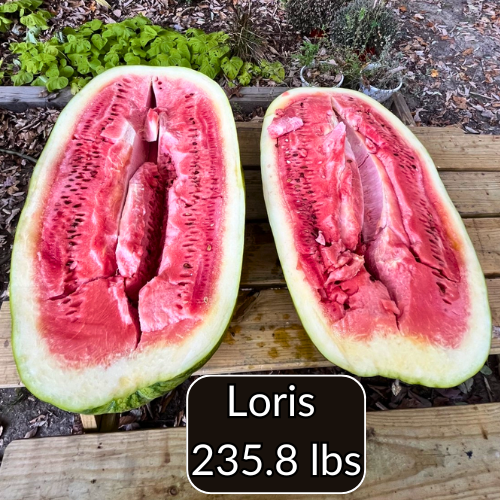 Carolina Cross Premium Seeds