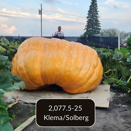 Seeds With a Pedigree: 2,000+ lbs