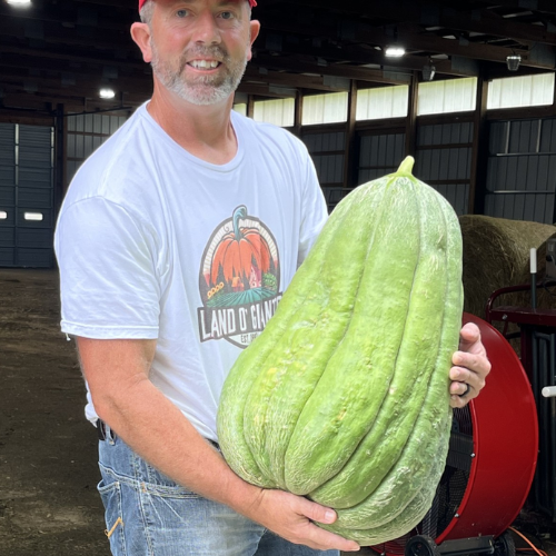 Colossal Cantaloupe Premium Seeds