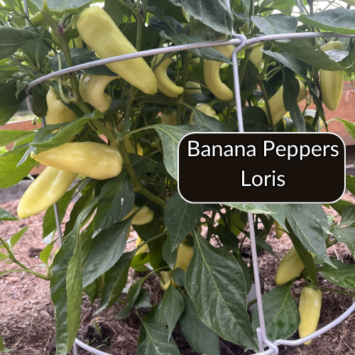 Premium Pepper Variety Pack- Loris