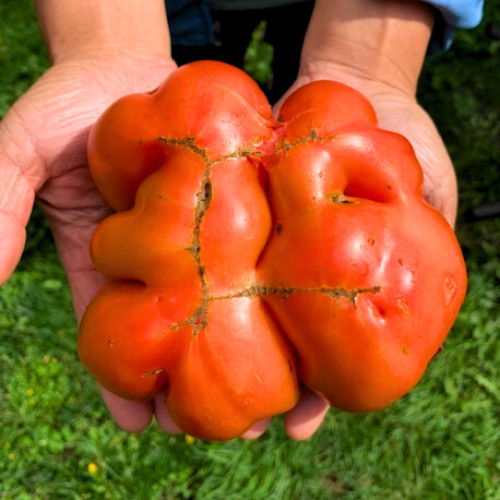 Big Zac Giant Tomato Seeds