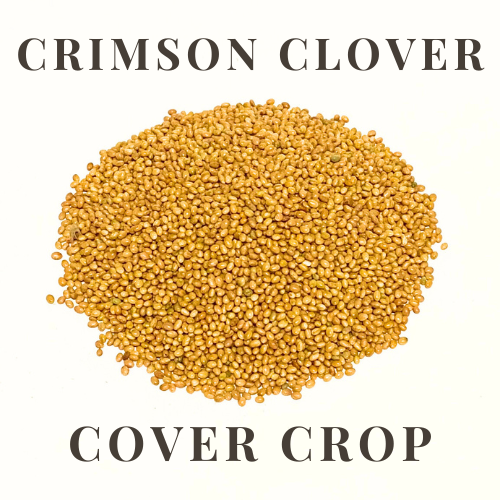 Crimson Clover Cover Crop Seed