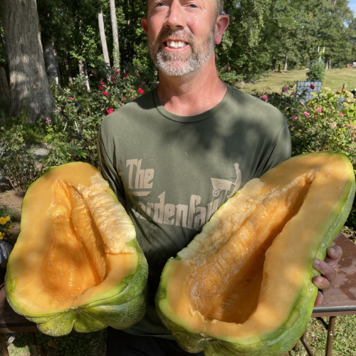 Colossal Cantaloupe Premium Seeds