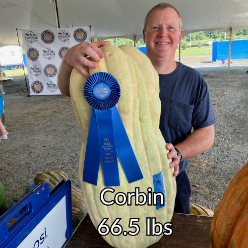 Giant Butternut Squash