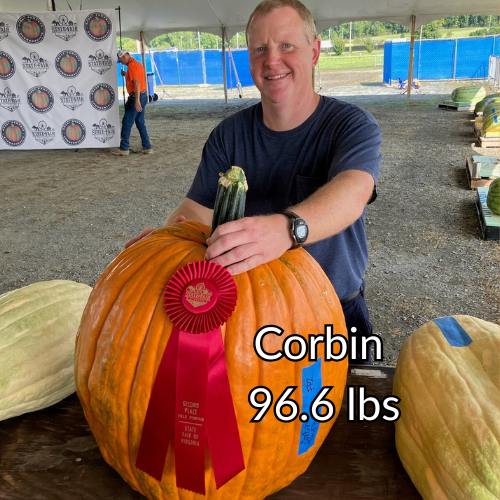 Giant Field Pumpkin