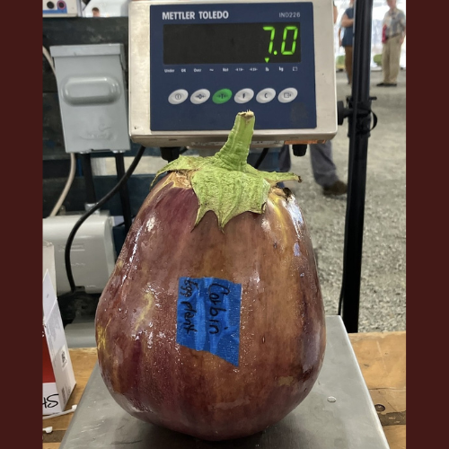 Giant Eggplant