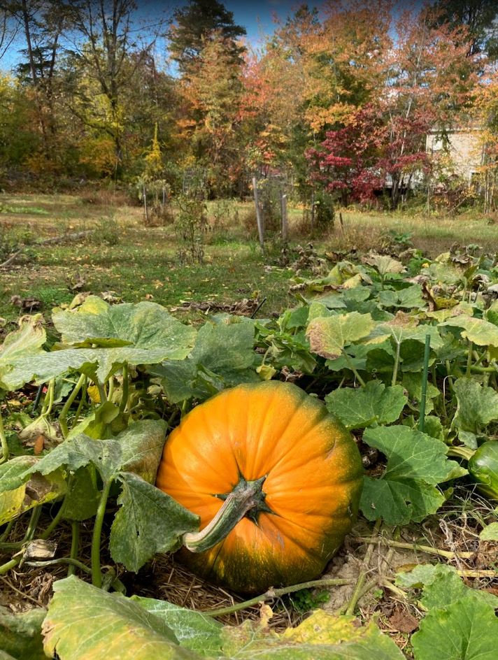 Giant Field Pumpkin