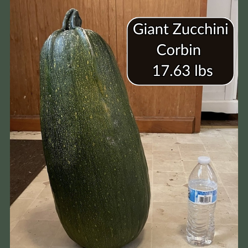 Giant Zucchini Seeds