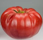 Belgium Giant Tomato Seeds