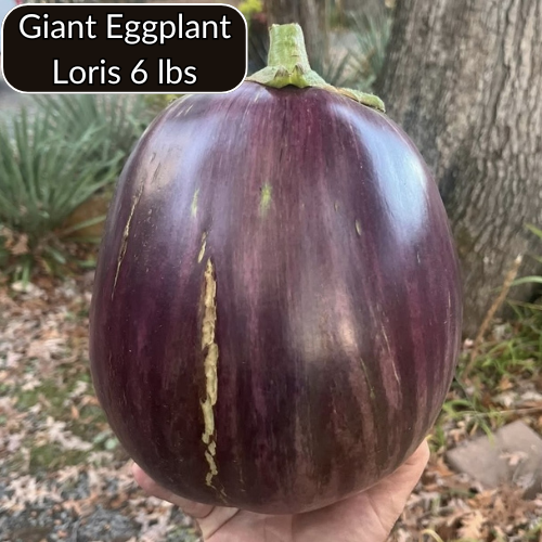 Giant Eggplant